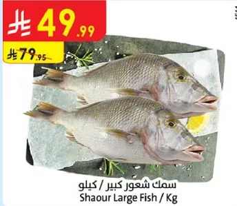 سمك شعور كبير / كيلو
