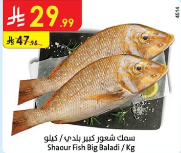 سمك شعور كبير بلدي / كيلو