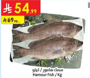 سمك هامور / كيلو