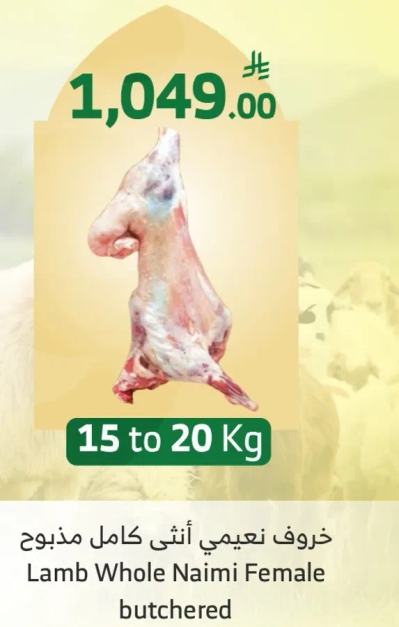 خروف نعيمي انثي كامل مذبوح