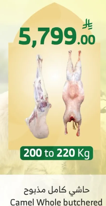 حاشي كامل مذبوح