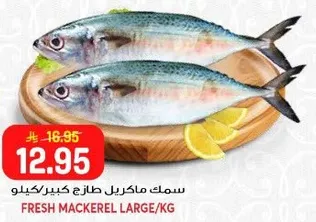 سمك ماكريل طازج كبير/كيلو