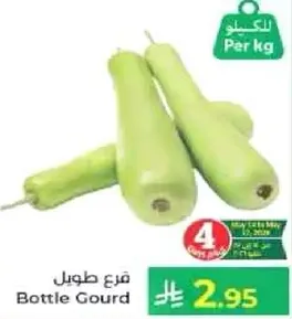 قرع طول
