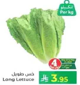 خس طويل