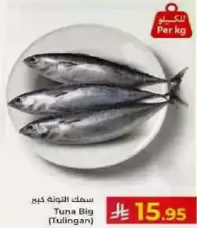 سمك التونه كبير