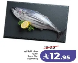 سمك التونه كبير