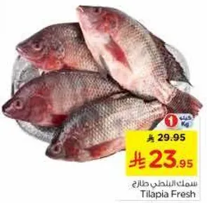 سمك البلطي طازج