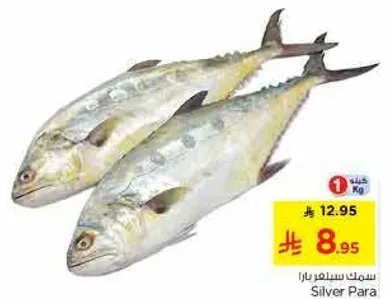 سمك سيلفر بارا، متوفر بسعر مخفض.