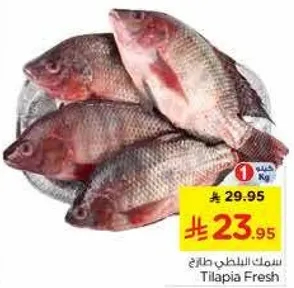 سمك البلطي طازج