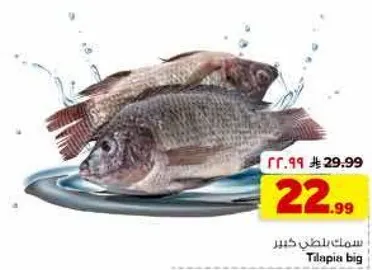 سمك بلطي كبير.