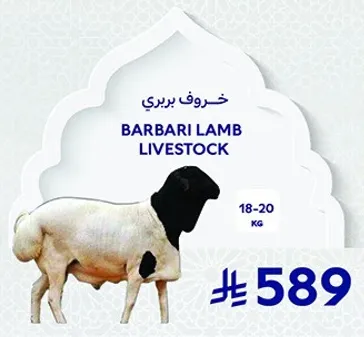 خروف بري بارباري، وزن 18-20 كجم.