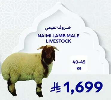 خروف نعيمي ذكر