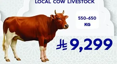 مواشي ابقار محليه تزن بين 550-650 كجم.