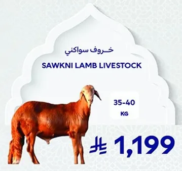 خروف سواكني، الوزن 35-40 كجم.
