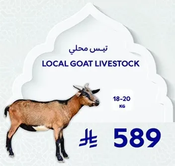 تيس محلي