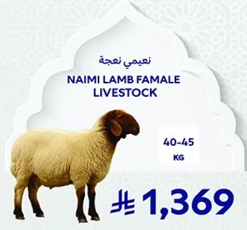 نعجه نعيمي، وزن 40-45 كجم.