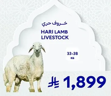 خروف حري
