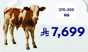 لحم بقري طازج متوفر بوزن 270-300 كجم.