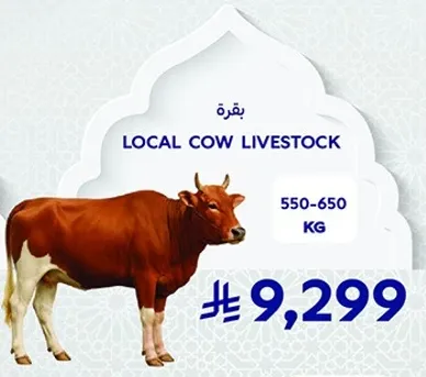 بقره محليه وزنها بين 550-650 كجم.