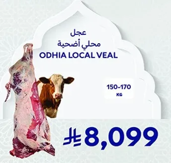 لحم العجل المحلي، 150-170 كجم.