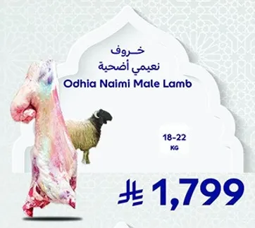 خروف نعيمي اضحيه