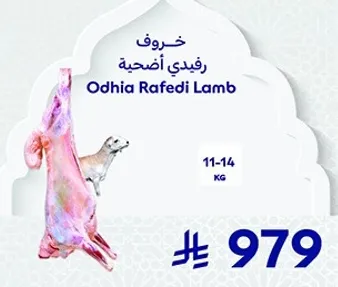 خروف رفيدي اضحيه