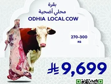بقره محلي اضحيه، وزن 270-300 كجم.