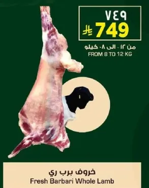 Fresh Barbari Whole Lamb