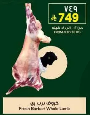 خروف براري طازج