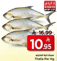 سمك ثلا للكغ