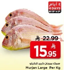 سمك مرجان كبير للكيلو.