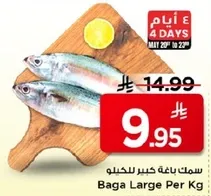 سمك باغه كبير للحيلو