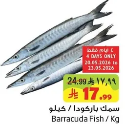 سمك باركودا