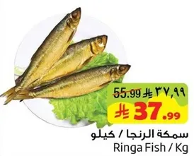 سمكه الرنجه / كيلو