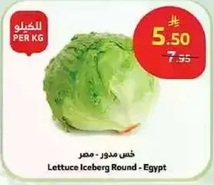خس مدور - مصر