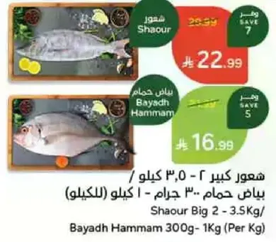 شعور كبير 2 - 3.5 كيلو / بياض حمام 300 جرام - 1 كيلو (للكيلو)