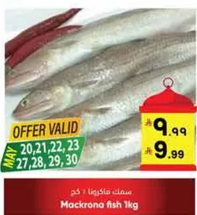 سمك ماكرونا 1 كجم