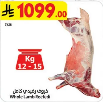 خروف رافيدي كامل