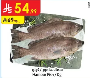 سمك هامور / كيلو