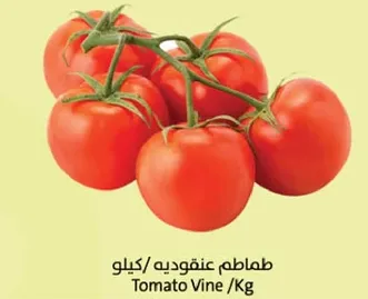 Tomato Vine /Kg
