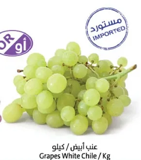 عنب ابيض تشيلي