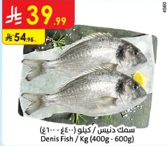 سمك دنيـس / كيلو (400غ - 600غ)
