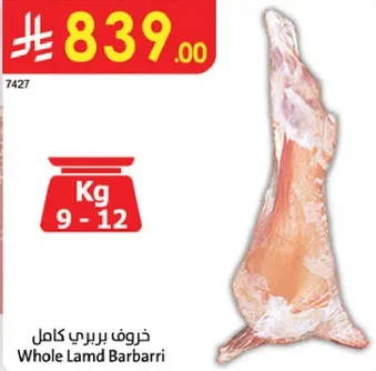 خروف بريبي كامل