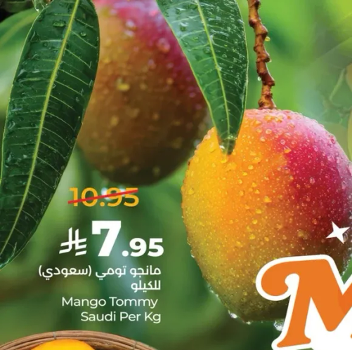 مانجو تومي (سعودي) للكليو