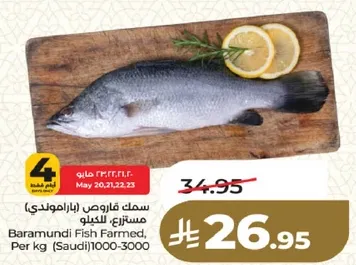سمك قاروص (باراموندي) مستزرع للكilo