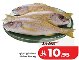 سمك نايزر للكغ.