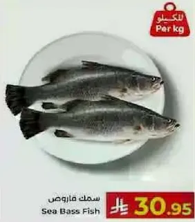 Sea Bass Fish